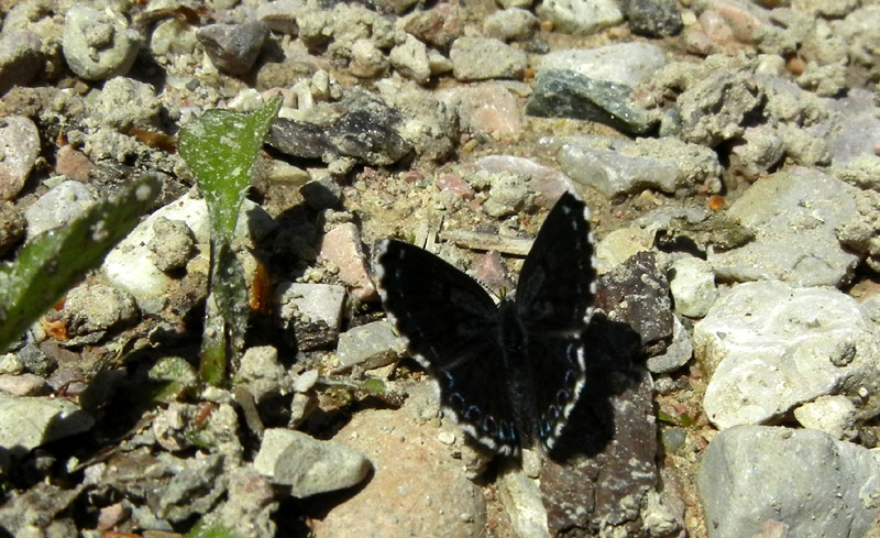 Scolitantides orion (m.) Lycaenidae.........dal Trentino